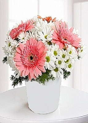 seramik iinde beyaz papatyalar ve gerbera